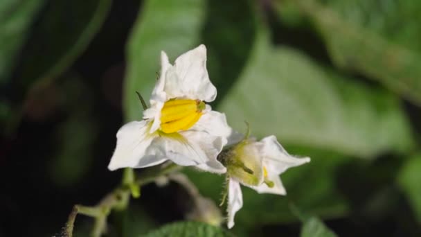 Close Flowering Potato Plant Summer — Wideo stockowe