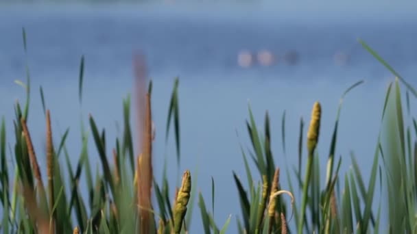 Утки Озере Естественной Среде Обитания Реечный Фокус — стоковое видео