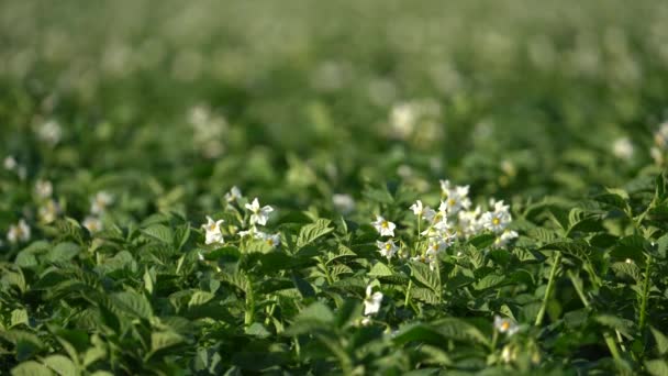 Potato Field White Flowers Full Bloom Selective Focus — 图库视频影像