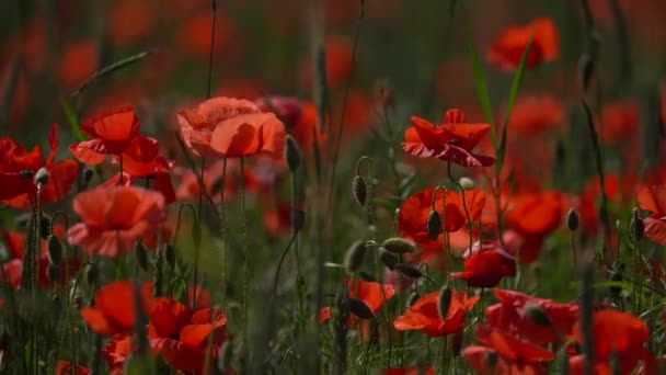 Red Wild Poppy Flowers Growing Green Field Close — Stockvideo