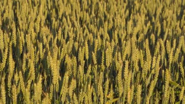 Close Wheat Field Sunset Swaying Wind — Stock Video