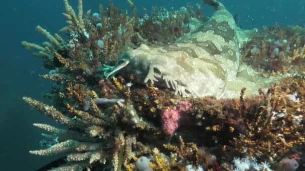 Decorative Camouflaged Skin Shark Resting Underwater Structure Covered Soft Colourful — Video