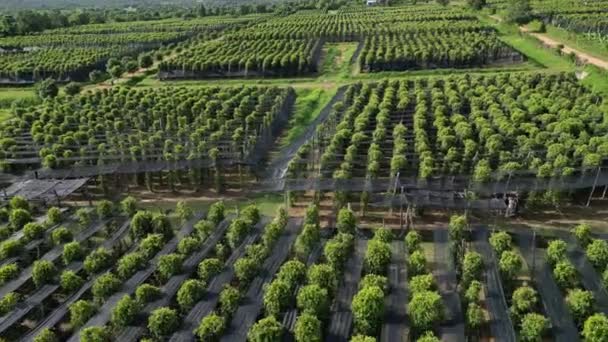 Drone Footage Huge Pepper Plantation Kampot Province Cambodia — Stock video