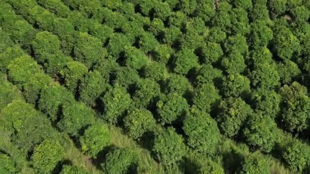 Backward Drone Footage Mango Field Kampot Province Cambodia — Vídeo de Stock