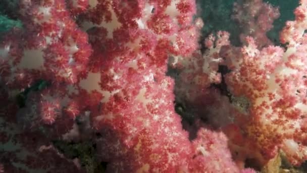 Scuba Divers View Swimming Underwater Forest Colourful Sponges Coral — Video