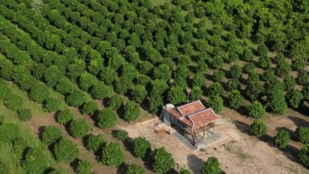Drone Footage Mango Farm South Cambodia — Vídeo de stock