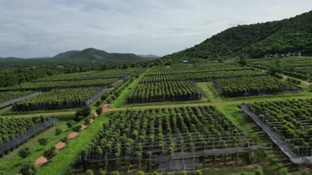 Drone Footage Plantation Biggest Pepper Plantation Cambodia — Stock Video