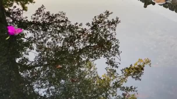 Tree Leaves Sky Reflection Clear Water Ripples Pulsing Closeup Handheld — Stok video