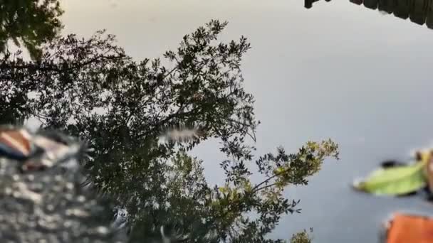 Tree Leaves Sky Reflection Clear Water Closeup — Stok video