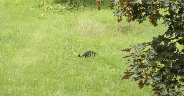 Black Cat Lurks Hunts Tall Grass Shot Distance — Stock video