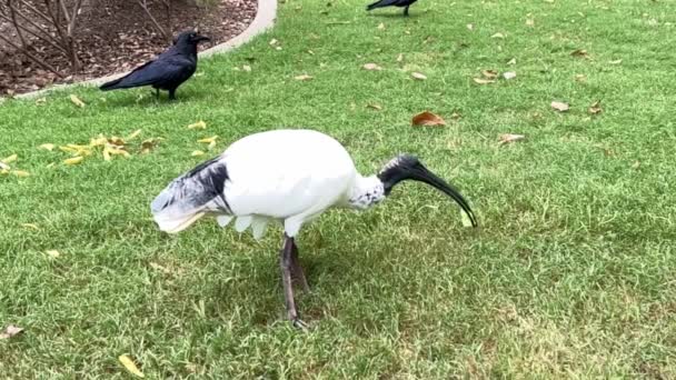Wild Australian White Ibis Threskiornis Molucca Eating Chips Dumped Grass — Vídeos de Stock