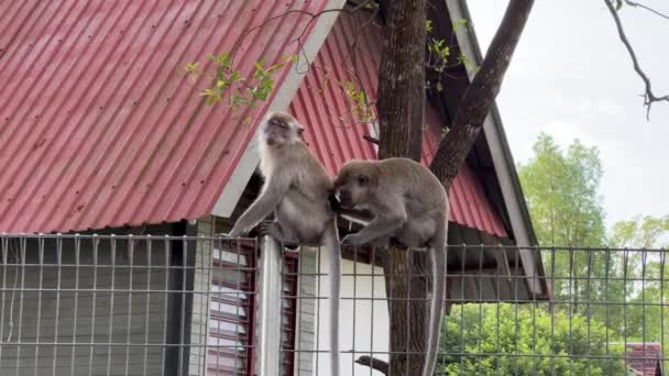 Pair Long Tailed Macaques Found Wire Fence Residential Area Picking — Stock Video