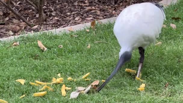 Wild Australian White Ibis Threskiornis Molucca Spotted Eating Chips Dumped — Stockvideo