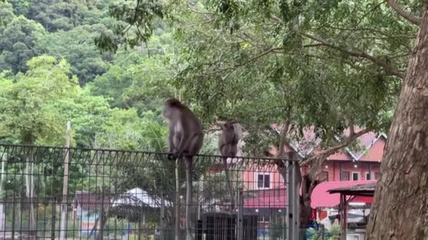 원숭이와 긴꼬리 마카크 철조망에 매달려 원숭이가 플라스틱 그것을 먹으려고 시도하고 — 비디오
