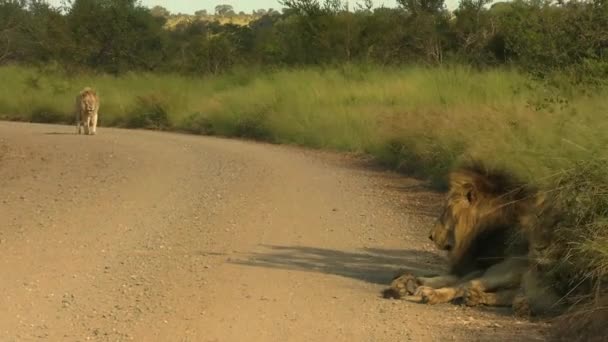 Leeuwen Delen Weg Met Auto Het Zuid Afrikaanse Reservaat Waardoor — Stockvideo