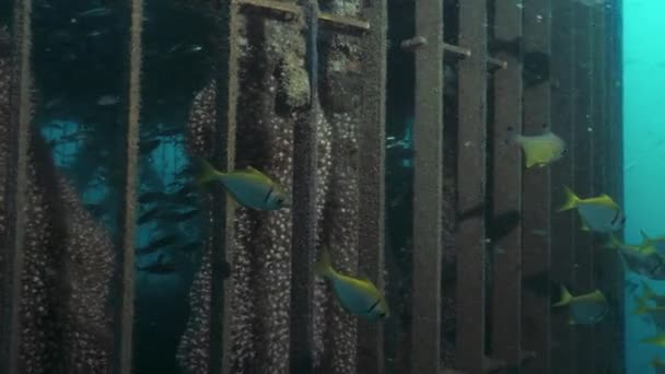 Vie Marine Vit Dans Une Cage Métallique Enfoncée Qui Fait — Video