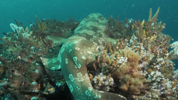 一只潜水潜水的鲨鱼躺在覆盖着柔软珊瑚海绵的水下塔上 这是一种独特的景象 — 图库视频影像