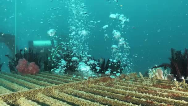 海の下深くにある水中政府インフラプロジェクトに取り組んでいるスキューバダイバー — ストック動画
