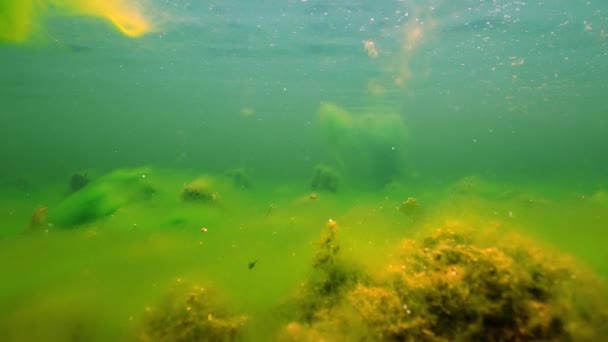 Magical Lake Bottom Green Algae Growing All Motion Forward — Stockvideo