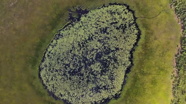 Alaskan Big Swamp Covered Green Grass Bog Moss Flowers Small — Vídeo de Stock