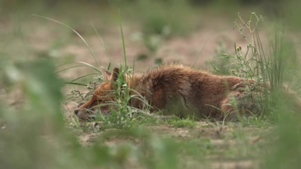 Wild Fox Hiding Grass Sleeping Windy Day Distance View — Stockvideo