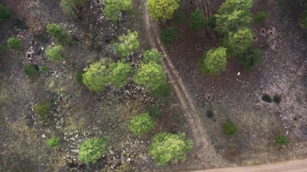 Top View Minivan Car Stopped Camping Alaska Spruce Forest — Video Stock