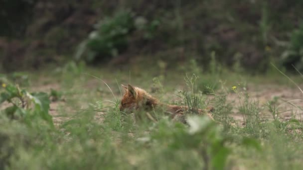Wild Fox Lying Ground Covered Green Grass Stems Distance Static — Stockvideo