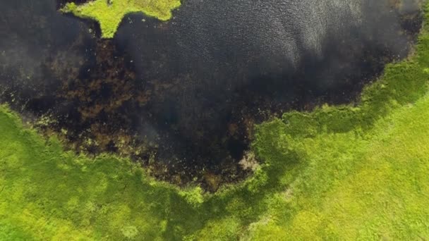 Lake Pond Water Alaska Covered Vivid Green Bog Moss Swamp — Video Stock