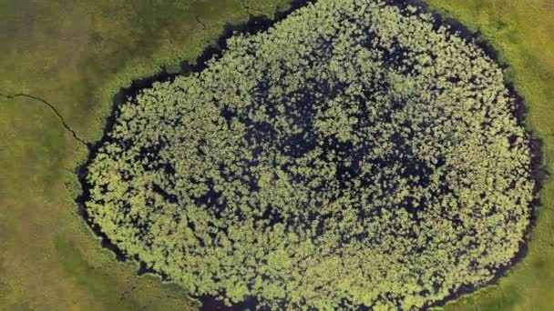 Aerial Top Descending Pond Covered Bog Moss Middle Big Swamp — Vídeo de Stock