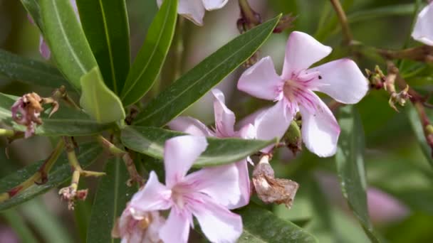 Close Beautiful Blooming Pink Oleander Plant — Stockvideo
