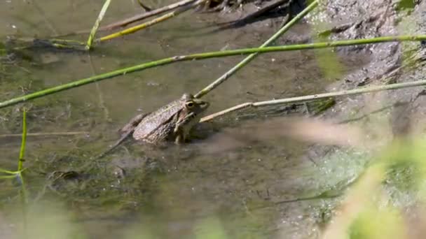 Close Shot Adult Iberian Green Frog Also Called Perez Frog — Wideo stockowe