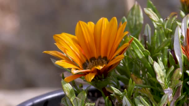 Close Blooming Orange Gazania Krebsiana One Gazania Species Exclusively African — Vídeo de Stock