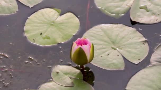 Close Time Lapse Beautiful Pink Waterlily Opening Morning Sun Pond — Vídeo de Stock