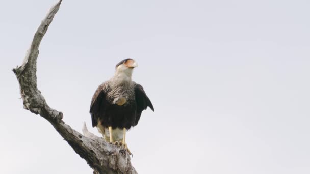 Scavenger Bird Crested Caracara Caracara Plancus Perched Stationary Tree Branch — Vídeos de Stock