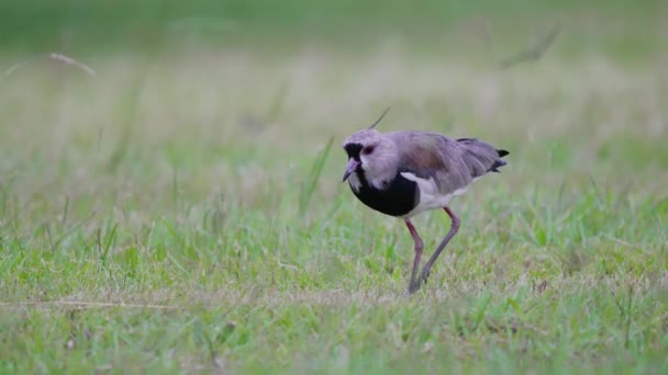 High Alert Southern Lapwing Vanellus Chilensis Standing Open Field Looking — Stockvideo