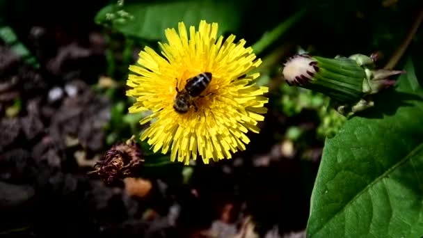 Abeille Recueillant Pollen Fleur Jaune — Video