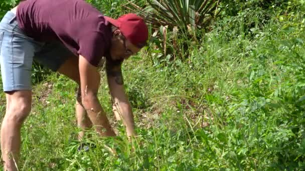 Man Hand Digging Weeds Effective Way Remove Unwanted Grass Spring — Stock video