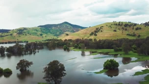 Rising Drone Footage Swollen Floodplains Mitta Mitta River Enters Lake — Stok video