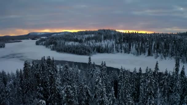 Aerial Orbiting View Snow Covered Forest Treetops Scenic Golden Sunrise — Video Stock