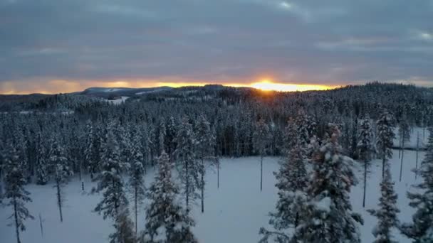 Aerial View Frozen Lapland Woodland Treetops Scenic Golden Sunrise Mountains — Vídeo de Stock