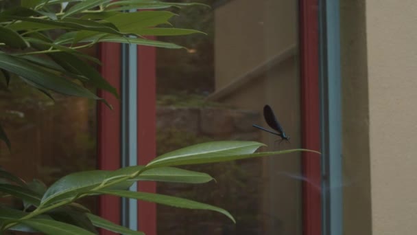 Μια Σπάνια Σκούρα Φτερωτή Μαύρη Σμαραγδένια Λιβελούλα Σκαρφαλωμένη Μια Ελιά — Αρχείο Βίντεο