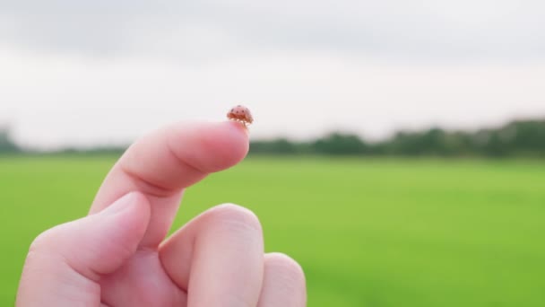 Close up of a cute Ladybug or ladybird beetle walking on the nail with a rice field background