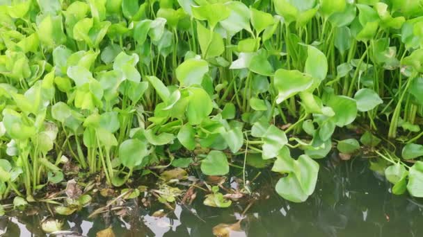 Many Water Hyacinths River Morning Countryside Thailand — Vídeo de stock