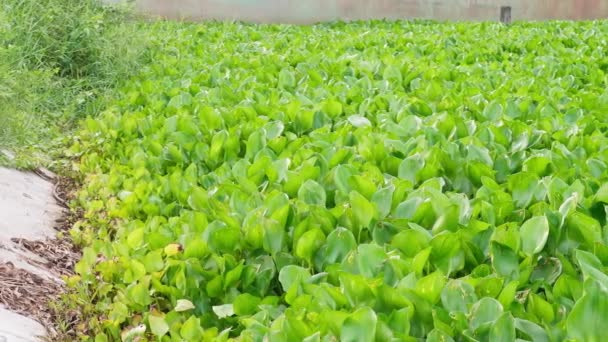 Many Water Hyacinths River Morning Countryside Thailand — Stockvideo