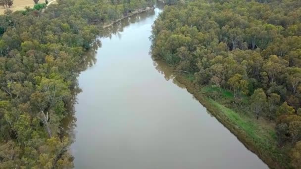 Drone Footage Murray River Eucalypt Forest South Corowa Australia November — Vídeo de Stock