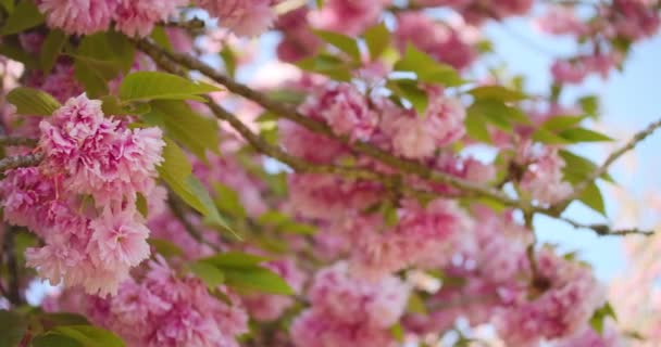 Close Branches Green Leaves Pink Flowers Blooming Sakura Japanese Cherry — Video Stock