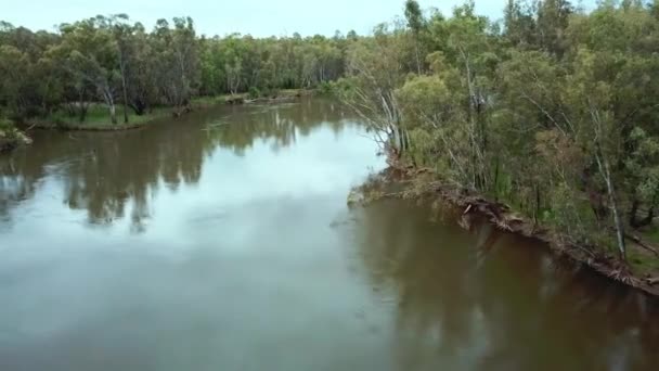 Sideways Aerial Footage Murray River Eucalypt Forest North Corowa Australia — Vídeos de Stock