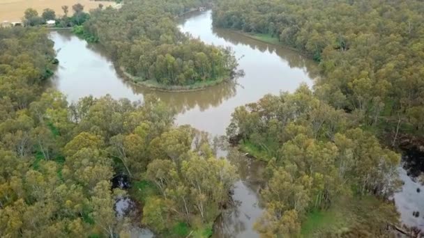 Aerial Footage Meandering Murray River Flood Plains Eucalypt Forest South — Vídeo de Stock