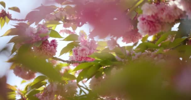Closeup Japanese cherry tree. Beautiful sakura blossom. Pink flowers blooming with green leaves