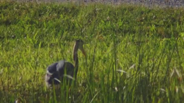 Great Blue Heron Hunting Catching Fish Wetland Green Grass Closeup — Stockvideo